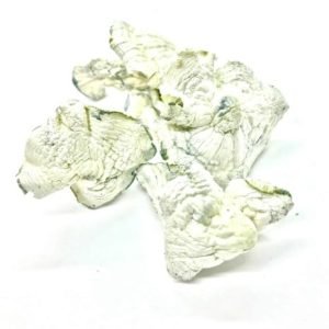 Albino Avery magic mushrooms for sale