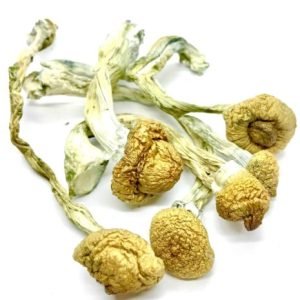 Buy B+ Cubensis, B+ Magic Mushrooms, Psilocybin Mushrooms, Magic Mushroom Spores, B+ Cubensis potency, Beginner Magic Mushrooms, Psychedelic Mushrooms Online