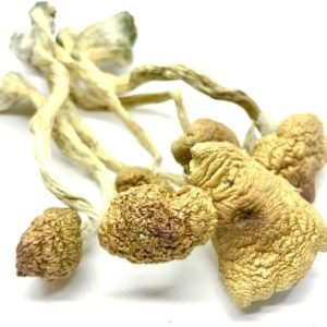 Blue Meanies mushroom dosage guide
