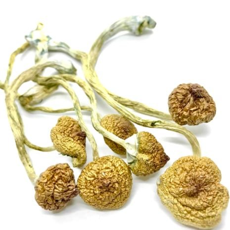 Buy Cambodian Cubensis Mushrooms Online USA | Psilocybin Buy Cambodian Cubensis Mushrooms Online USA | Psilocybin