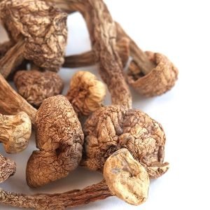 Psilocybe: Buy Penis Envy