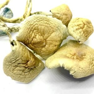 psilocybe: buy golden teacher