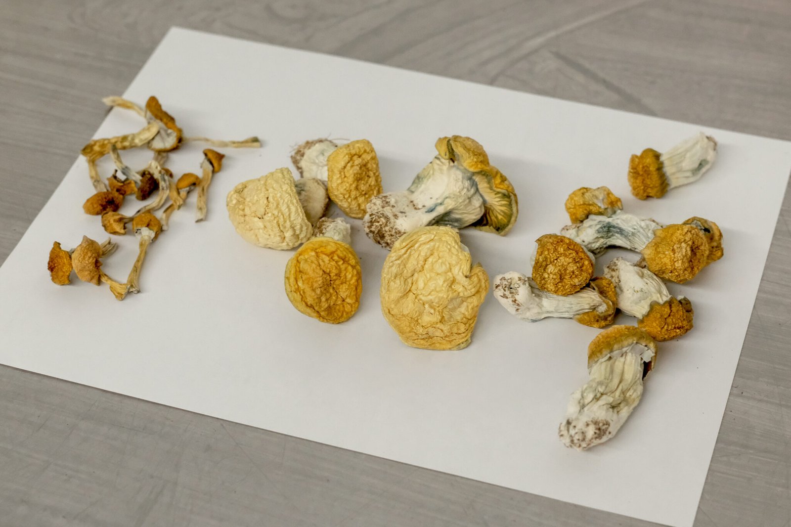buy legal psychedelics mushrooms