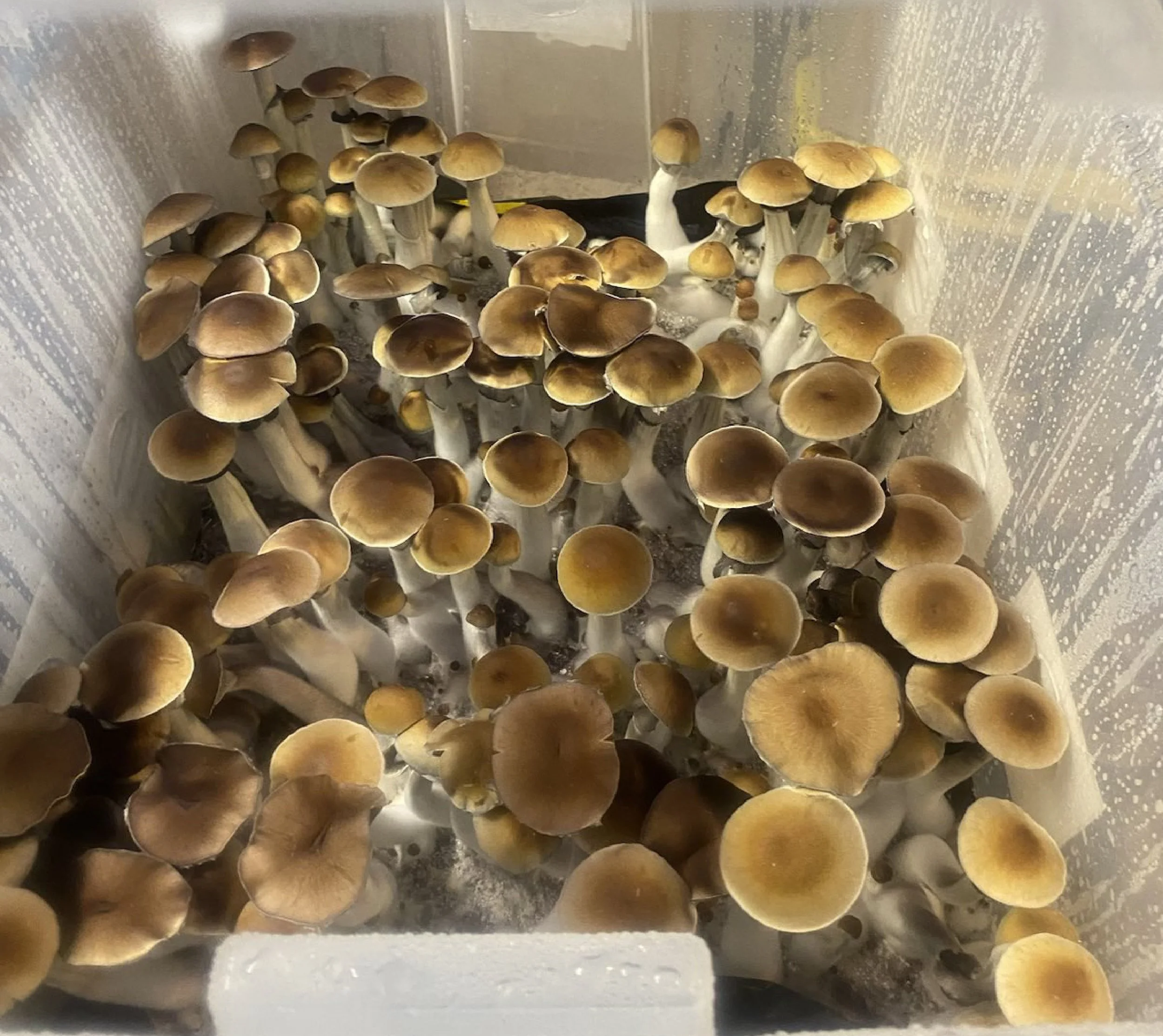 mushroom store usa